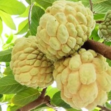 Taber Sarı Şeker Elması Fidanı (Yellow Sugar Apple) - Tüplü Egzotik Meyve Fidanı 20-30 cm