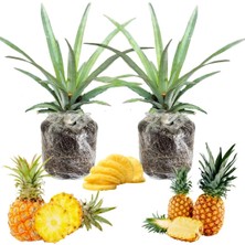 Taber 2’li Ananas Fidanı Seti - Evde Saksıda Meyve Veren Tropikal Ananas Fidesi (30-50 Cm)