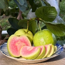 Taber Pembe Guava Fidanı (Pink Guava) - 50-70 cm Büyük Boy Tüplü Egzotik Meyve