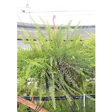 İklim Garden Fujer Bitkisi Aşk Merdiveni Bitkisi Büyük Boy 30-90 cm Ev,ofis,salon Bitkisi Iç Mekan Bitkileri