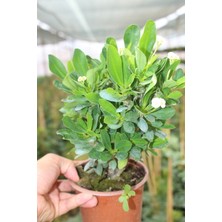 Beyaz Renk Dikenler Tacı Çiçeği 15-45 cm Saksılı Çiçekli Bodur Bitki Euphorbia Milii Çiçeği Ev,ofis Salon Iç Mekan Bitkisi