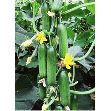 Sevimle Store Tarım Hibrit Asma Salatalık Inci-F1 10 Adet Tohum