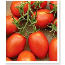 Sevimle Store Tarım Ata Tohumu Yerli Doğal Bursa Domatesi 100 Adet Tohum