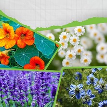 Sevimle Store Hobitar Yenilebilir Gurme Çiçekler Çiçek Tohumu Paketi - Latin Çiçeği Papatya Çörekotu Adaçayı