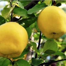 Sevimle Store Tüplü Aşılı Bol Verimli Yarıbodur Leziz Eşme Ayva Fidanı