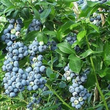 Sevimle Store Tüplü Bluegold Yaban Mersini Fidanı