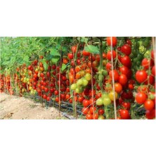 Sevimle Store Domates Tohumu 25 Adet