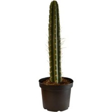 Sevimle Store Ithal Peru Kaktüsü Tohumu 10 Adet Tohum Kaktüs Tohumu