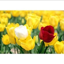 Sevimle Store Hollanda'dan Ithal Rengarenk Lale Soğanı 5 Adet