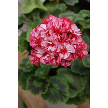 Sevimle Store Dünyam 10 Adet Iki Renk Sakız Sardunya Çiçek Tohumu