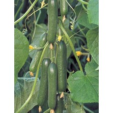 Sevimle Store Garden Hibrit Asma Salatalık Tohumu 10 Ad. Tohum