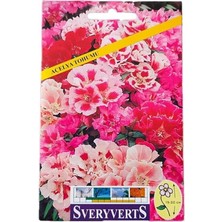 Sevimle Store Açelya Çiçeği Tohumu