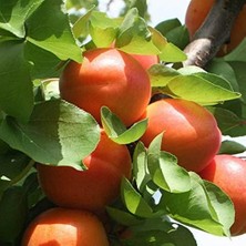 Sevimle Store Tüplü Aşılı Iri Bol Verimli Roksana (Roxana) Kayısı Fidanı