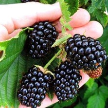 Sevimle Store Tüplü Yüksek Verimli Iri Meyveli Arapaho Böğürtlen Fidanı