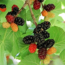 Sevimle Store Tüplü Aşılı Leziz Aromatik Ekşi Kara Dut Fidanı