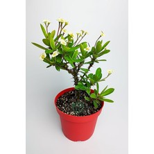 Sevimle Store Dikenler Tacı Büyük Boy Euphorbia Milii Nadir Bulunan Spiral Dikenli 12 cm Kırmızı Saksıda