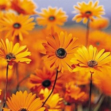 Sevimle Store Turuncu Renkli Afrika Papatyası Çiçeği Tohumu(30 Tohum)