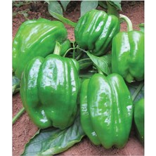 Sevimle Store Tarım Ata Tohumu Yöresel Dolma Biber Antep 100 Adet Tohum