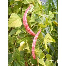 Sevimle Store Garden Doğal Sırık Barbunya Tohumu 20 Ad. Tohum