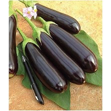 Sevimle Store Tarım Ata Tohumu Yöresel Patlıcan Aydın Siyahı 100 Adet Tohum