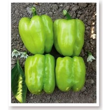Sevimle Store Tarım Ata Tohumu Tatlı Kandil Dolma Biberi 1000 Adet Tohum