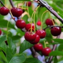 Sevimle Store Sepetim 3 Yaş Kütahya Vişne Fidanı *yarı Bodur*