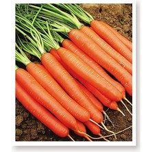 Sevimle Store Tarım Ata Tohumu Yerli Havuç Tohumu 1000 Atet Tohum