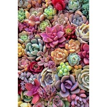 Sevimle Store Look Karışık Renkli Sukulent Tohumu 10 Farklı Türde / 20 Tohum TH-THMCMTHM400