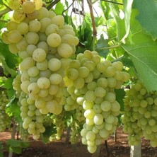 Sevimle Store Tüplü Iri Salkım Bol Verimli Mevlana Üzüm(Asma-Bağ) Fidanı