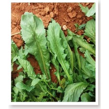 Sevimle Store Tarım Ata Tohumu Yerli Enli Tere 1000 Adet Tohum