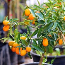 Sevimle Store Saksılı Aşılı Üzeri Meyveli Nagami Kamkat Kumkuat Fidanı (5 Yaş)