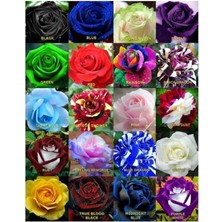 Sevimle Store Dünyam 20 Adet 20 Çeşit Karışık Gül Tohumu