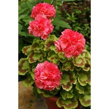 Sevimle Store Dünyam 20 Adet Kırmızı Katmerli Sardunya Çiçek Tohumu