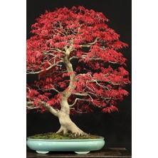 Sevimle Store Look Bonsai Ağaci Tohumu 5 Adet TH-2022DSHNGLKTHM203