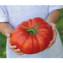 Sevimle Store Paket 500 Adet Tohum Ithal Dev Hollanda Domatesi Tohumu Domates Tohumu