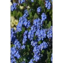 Sevimle Store Dünyam Mavi Unutma Beni Çiçeği Tohumu (50 Tohum)