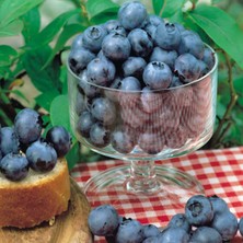 Fidan Sepetim 10 Adet Bluecrop Yaban Mersini Fidanı