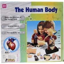 Oyuncak Insan Vücudu Modeli