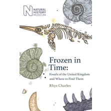 Frozen In Time: Fossils Of The United Kingdom And Where To Find Them