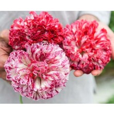 Serdar Çam Tohumculuk Antik Şakayık Çiçekli Gelincik Tohumu Papaver Somniferum Flemish Antique Peony