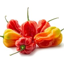 Serdar Çam Tohumculuk Kırmızı Jamaika Acı Biber Tohumu Red Scotch Bonnet Jamaican 5 Tohum