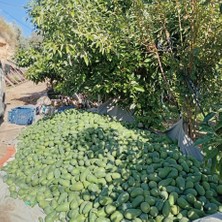 10 kg Avokado
