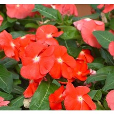 MarkEntegra Rozet Çiçeği (Çok Çiçekli Çok Dallanan) Kırmızı Sarı Nokta Renkli - 15 Tohum