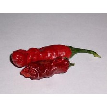 Serdar Çam Tohumculuk Peter Biber Tohumu Chilly Willy Pepper Acı Geleneksel 5 Tohum