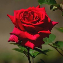 Hilal Tarım Çiftliği Açık Kök Kırmızı Gül Fidanı