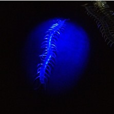 Judge Kırkayak - Fosforlu