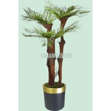 150 cm 3 Gövdeli Lifli Areka Siyah Gold Saksıda