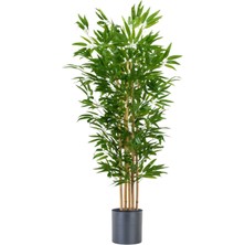 Yogun Yapraklı Bambu Agacı 5 Li