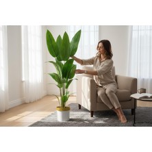Erhan Flowers Yapay Ağaç 160-170 cm Starliçe 17 Yaprak