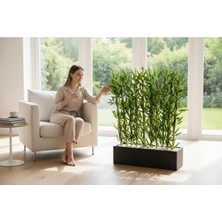 Erhan Flowers Antrasit Saksıda 150 cm Islak Doku 10 Adet Bambu